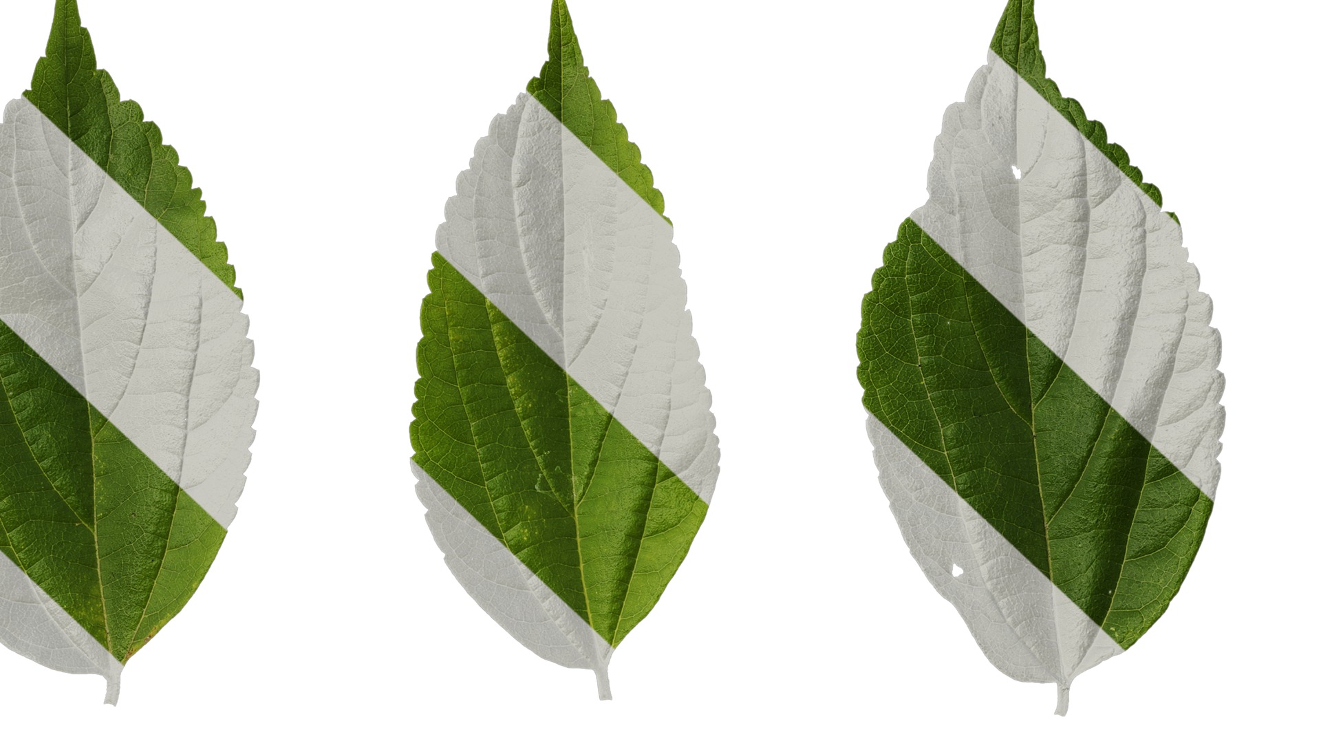 Anydrafts Celtis sinensis Leaf 19 Texture_7