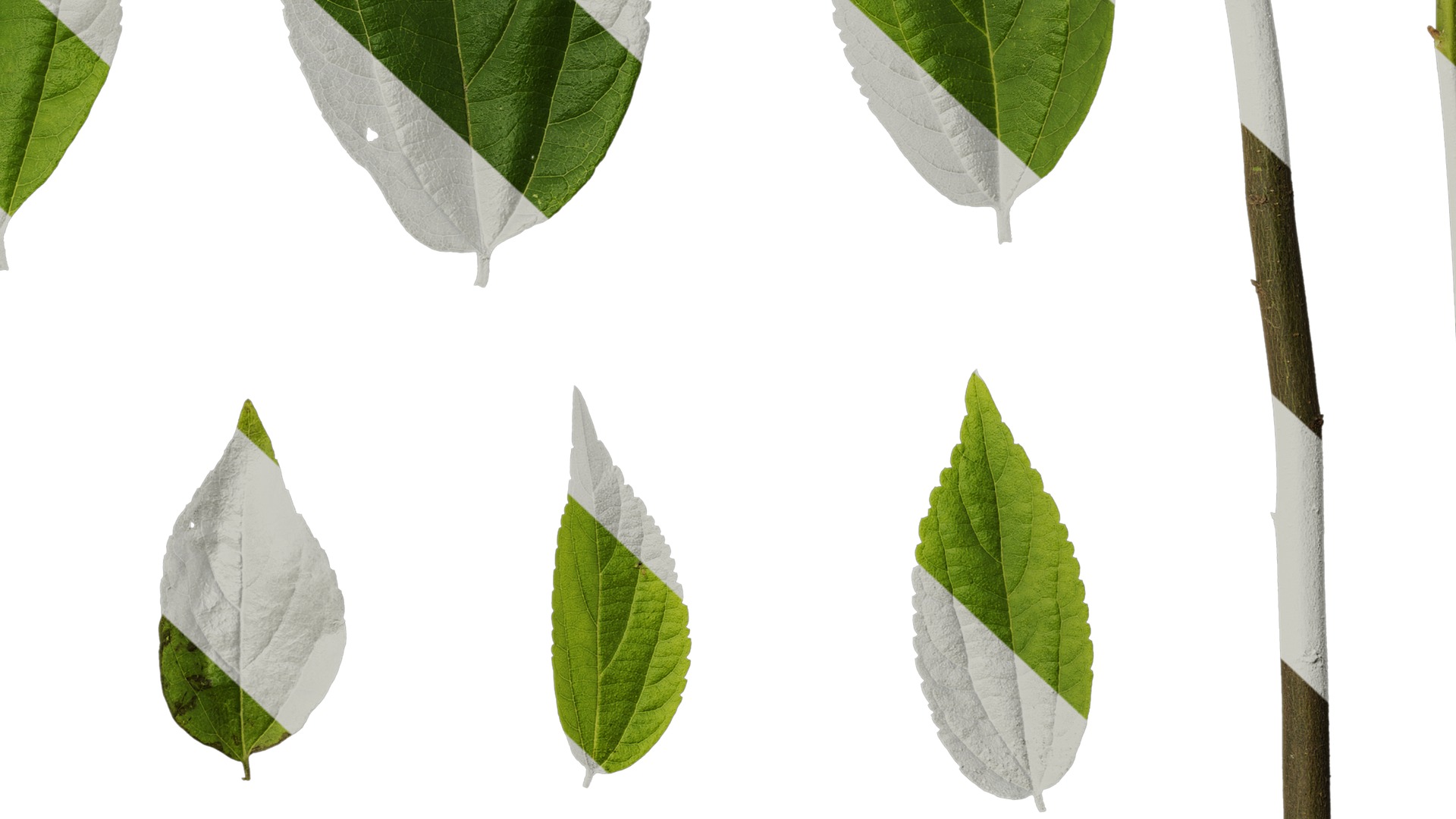 Anydrafts Celtis sinensis Leaf 19 Texture_6