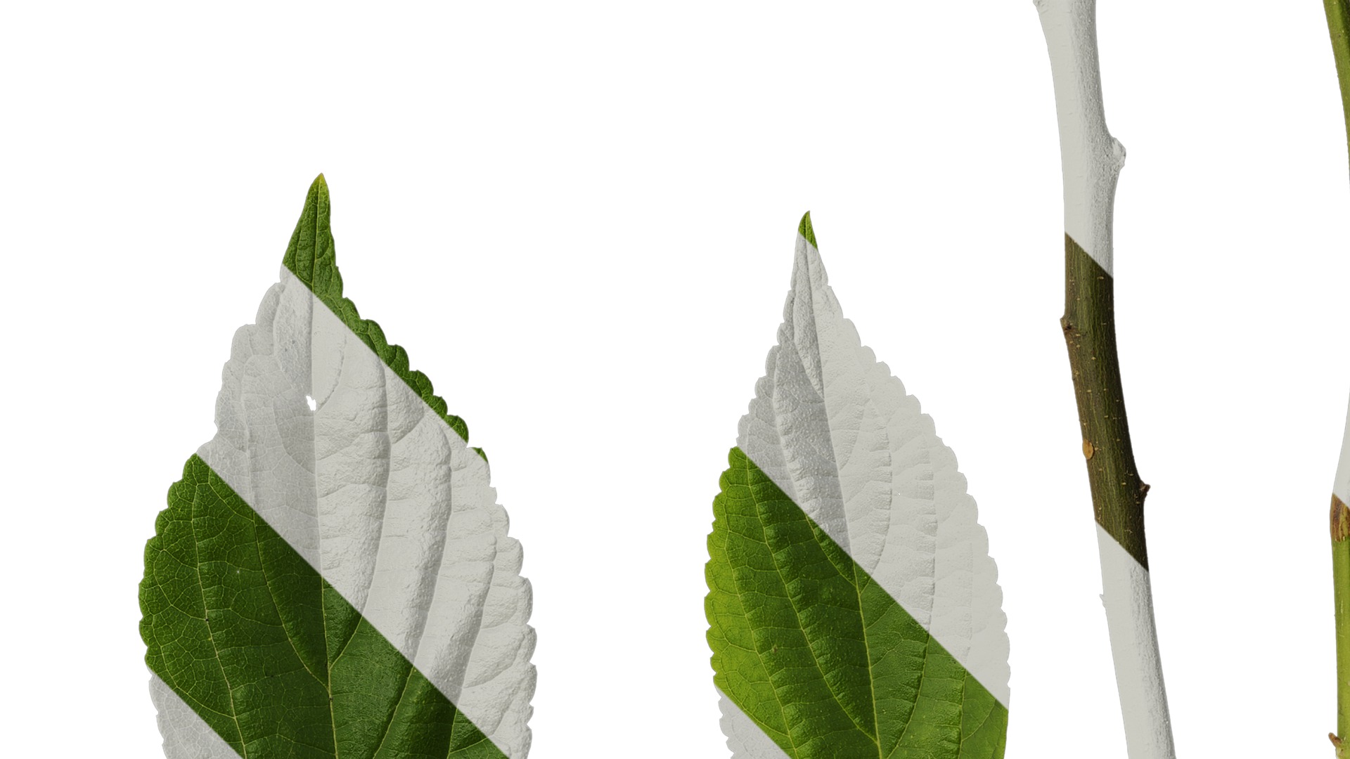 Anydrafts Celtis sinensis Leaf 19 Texture_4