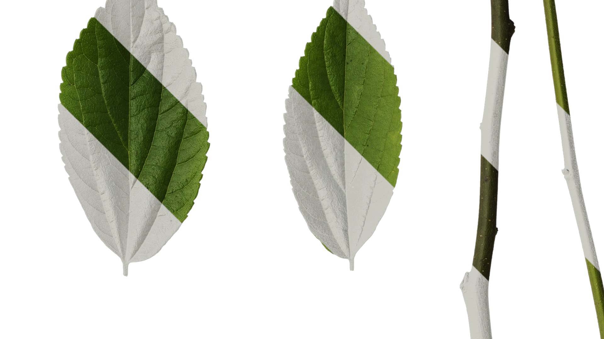 Anydrafts Celtis sinensis Leaf 19 Texture_2