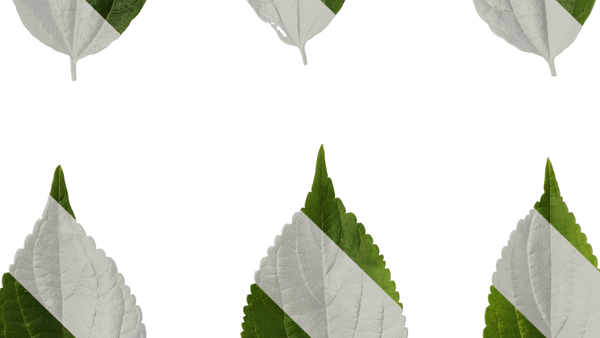 Anydrafts Celtis sinensis Leaf 19 Texture_3