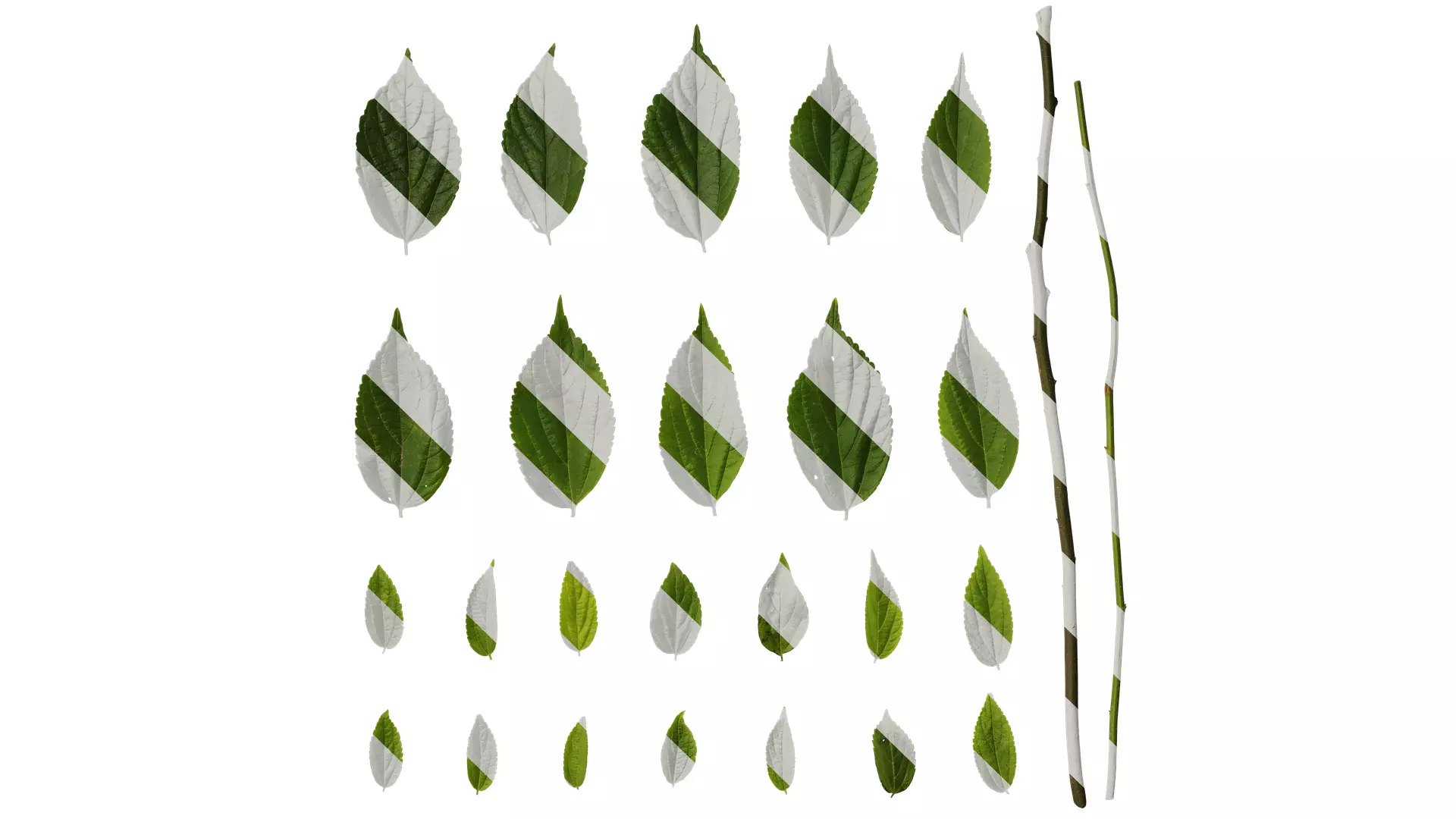 Anydrafts Celtis sinensis Leaf 19 Texture_0