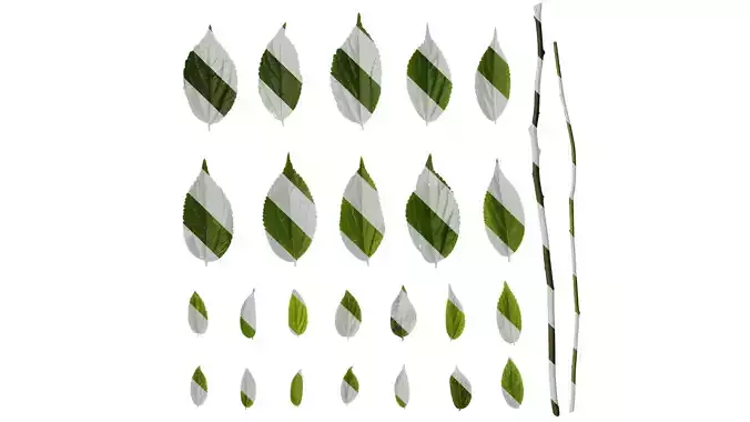 Anydrafts Celtis sinensis Leaf 19 Texture