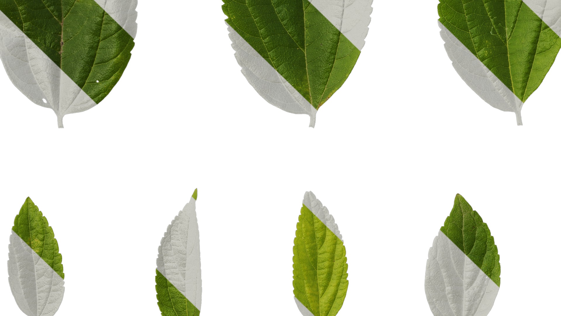 Anydrafts Celtis sinensis Leaf 19 Texture_5