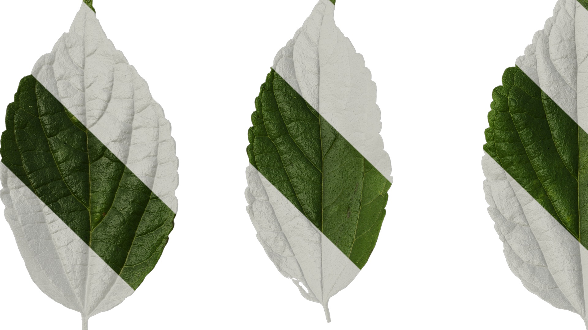 Anydrafts Celtis sinensis Leaf 19 Texture_1