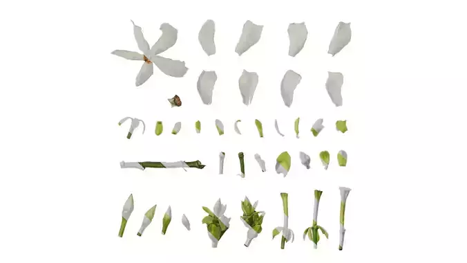 Anydrafts Cerbera manghas Flower 02