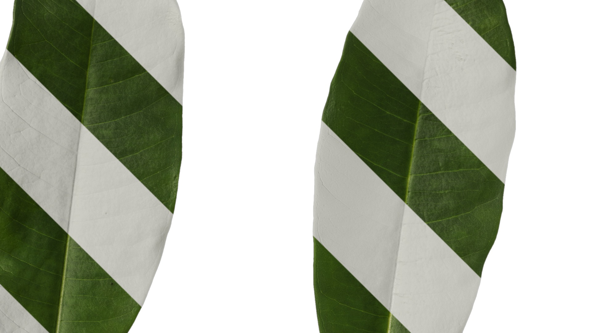 Anydrafts Cerbera manghas Leaf 02 Texture_2