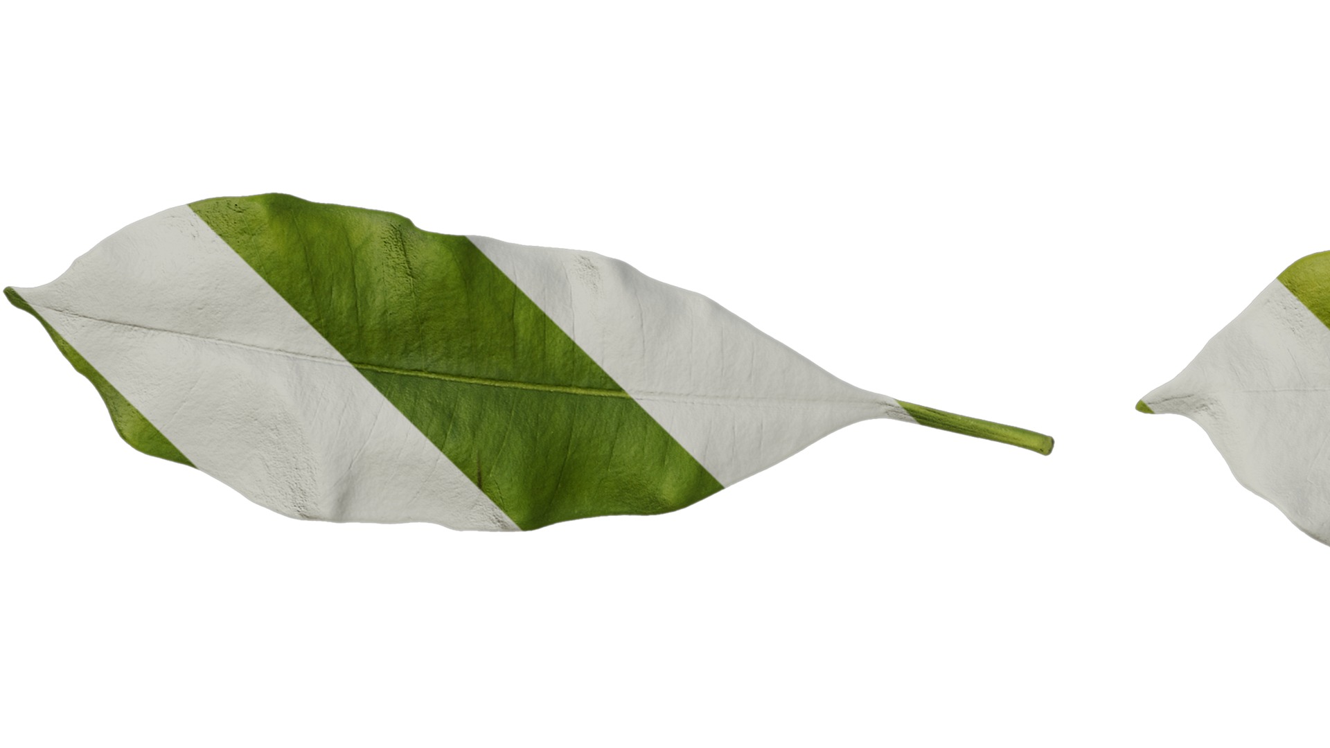 Anydrafts Cerbera manghas Leaf 02 Texture_5