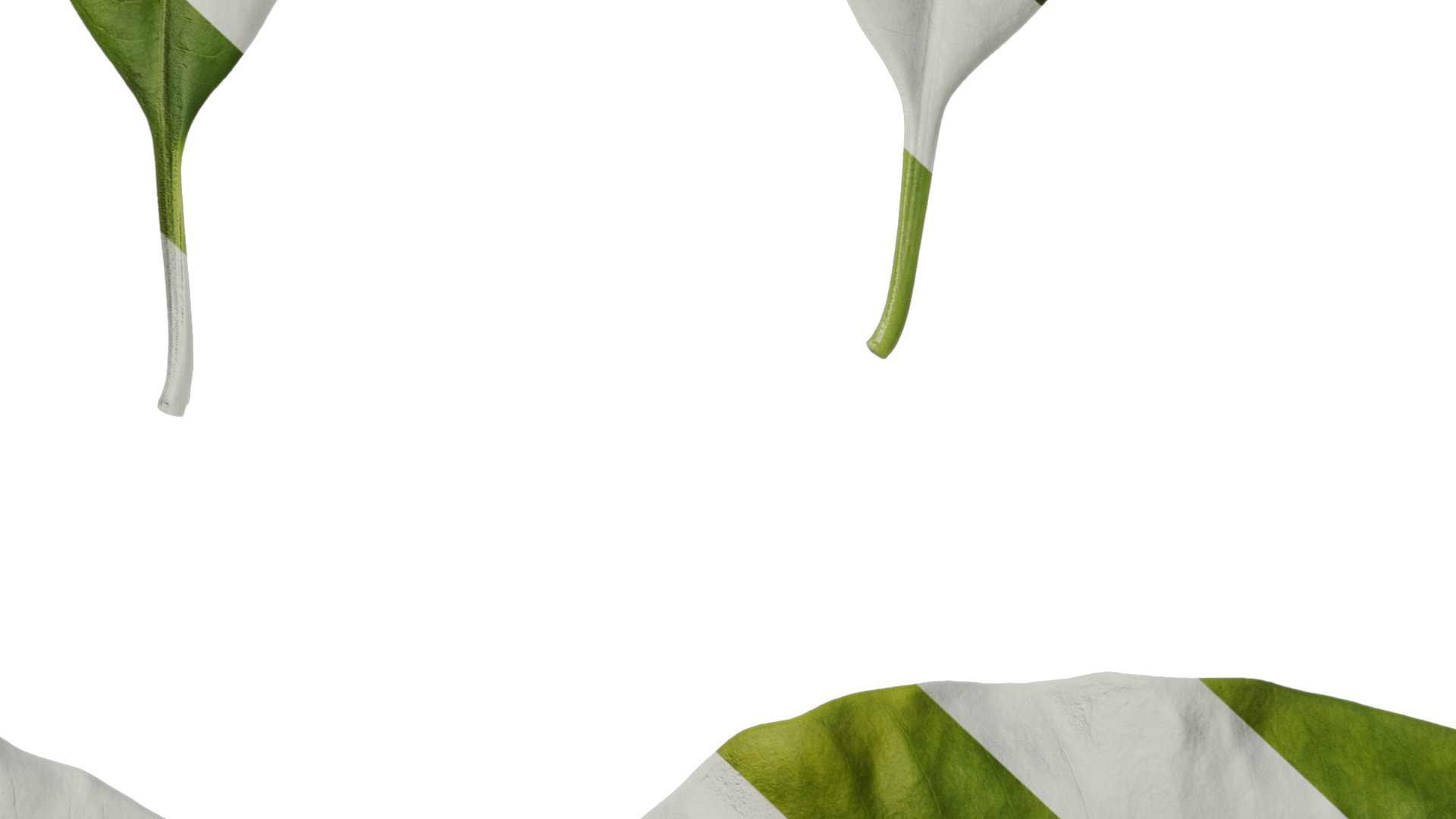 Anydrafts Cerbera manghas Leaf 02 Texture_7