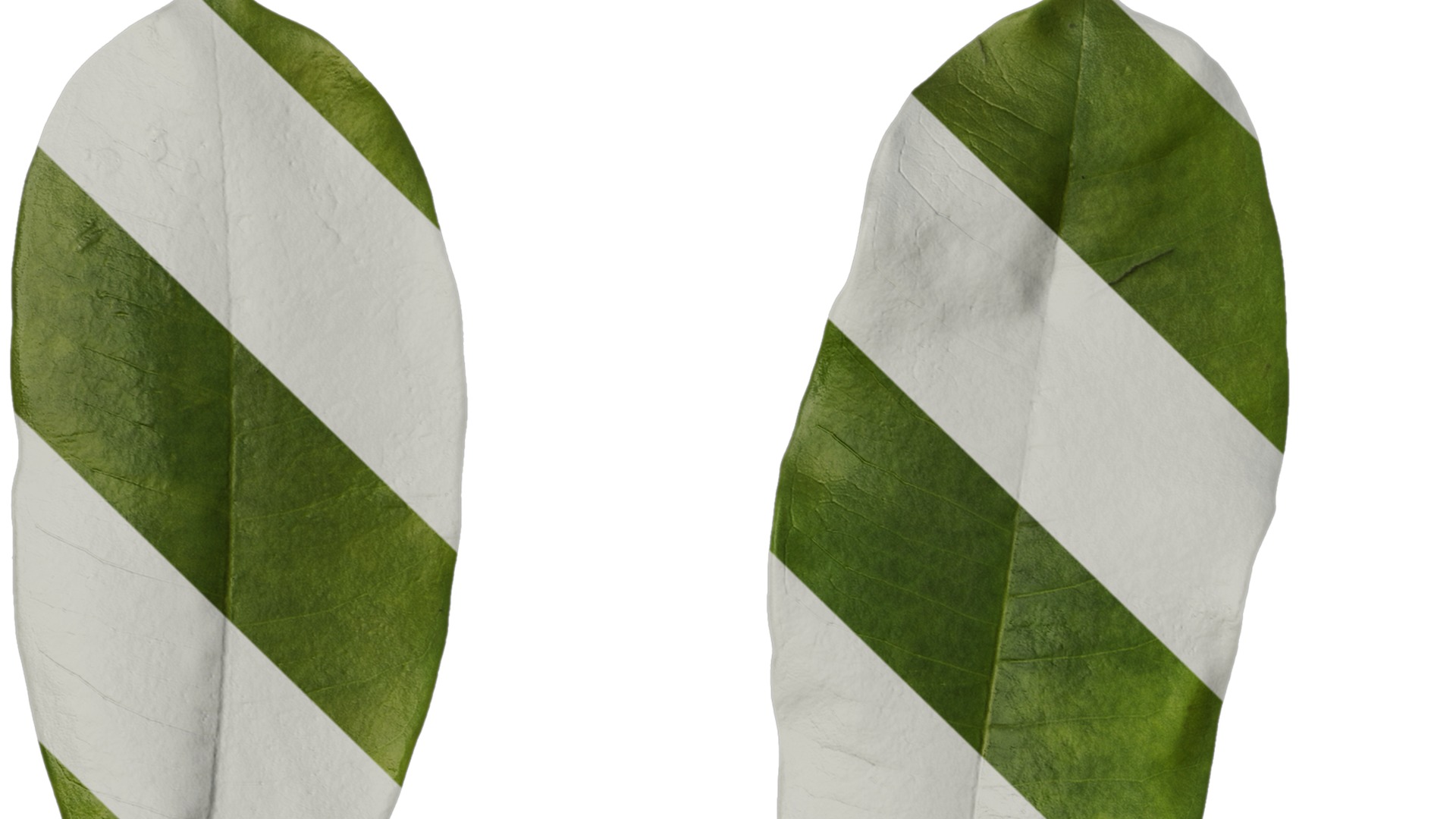 Anydrafts Cerbera manghas Leaf 02 Texture_1