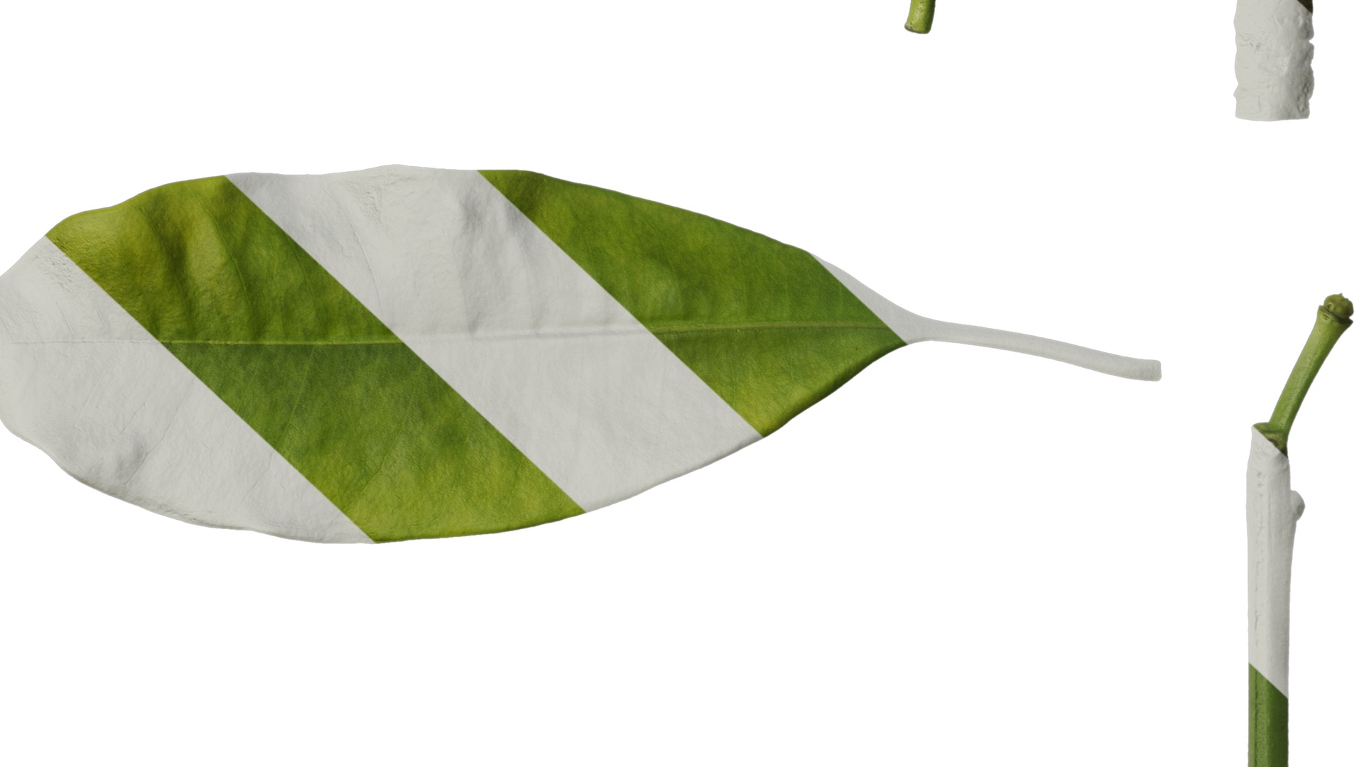 Anydrafts Cerbera manghas Leaf 02 Texture_6