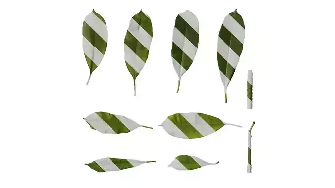 Anydrafts Cerbera manghas Leaf 02