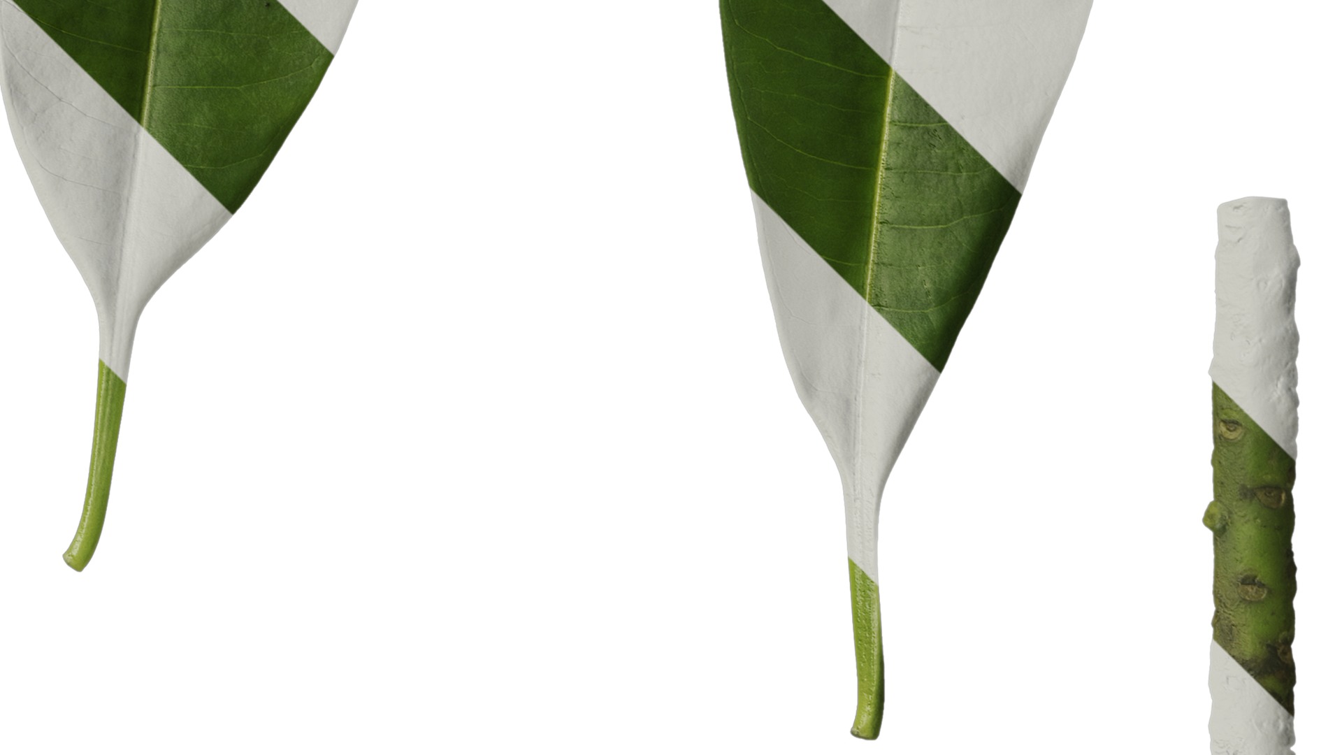 Anydrafts Cerbera manghas Leaf 02 Texture_4