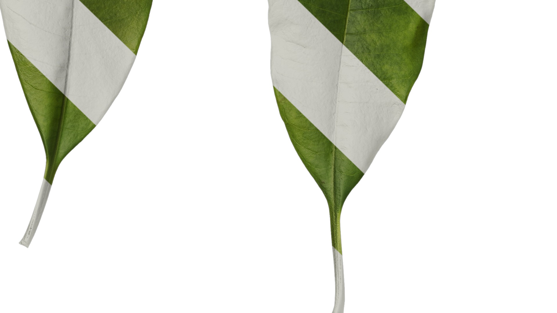 Anydrafts Cerbera manghas Leaf 02 Texture_3