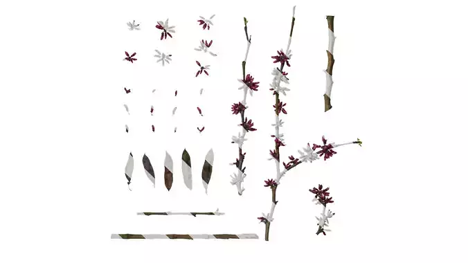 Anydrafts Cercis chinensis Atlas 01 Texture