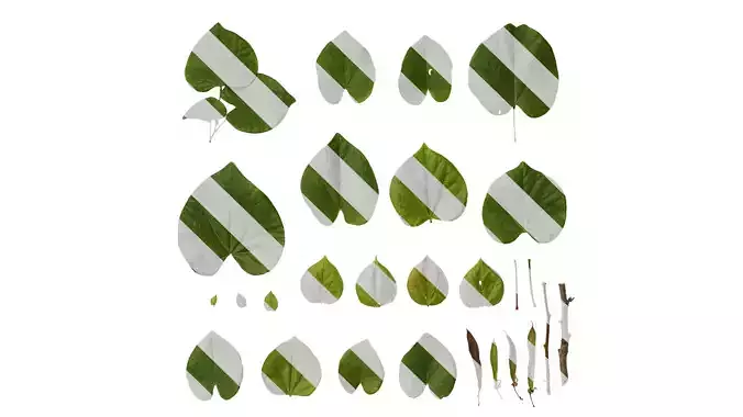 Anydrafts Cercis chinensis Atlas 04 Texture