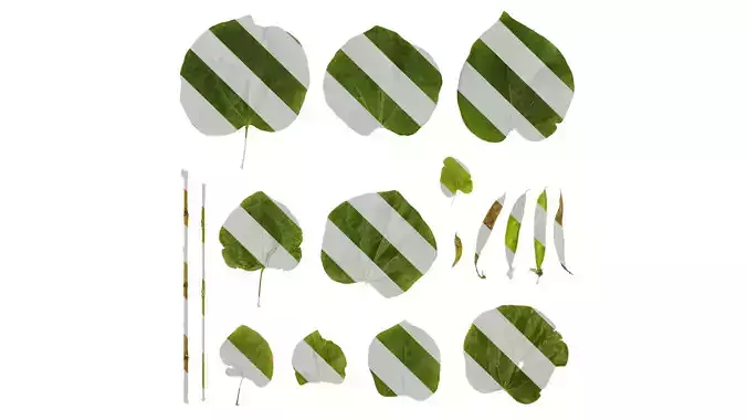 Anydrafts Cercis chinensis Atlas 05 Texture