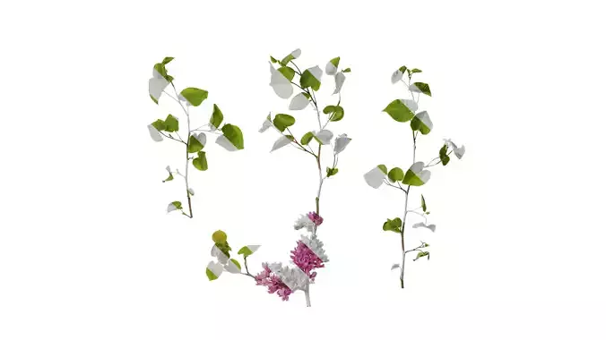 Anydrafts Cercis chinensis Atlas 08 Texture