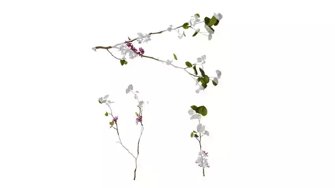 Anydrafts Cercis chinensis Atlas 10