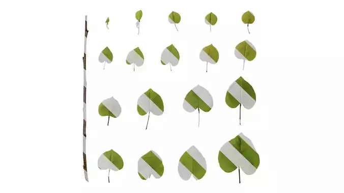 Anydrafts Cercis chinensis Leaf 01 Texture