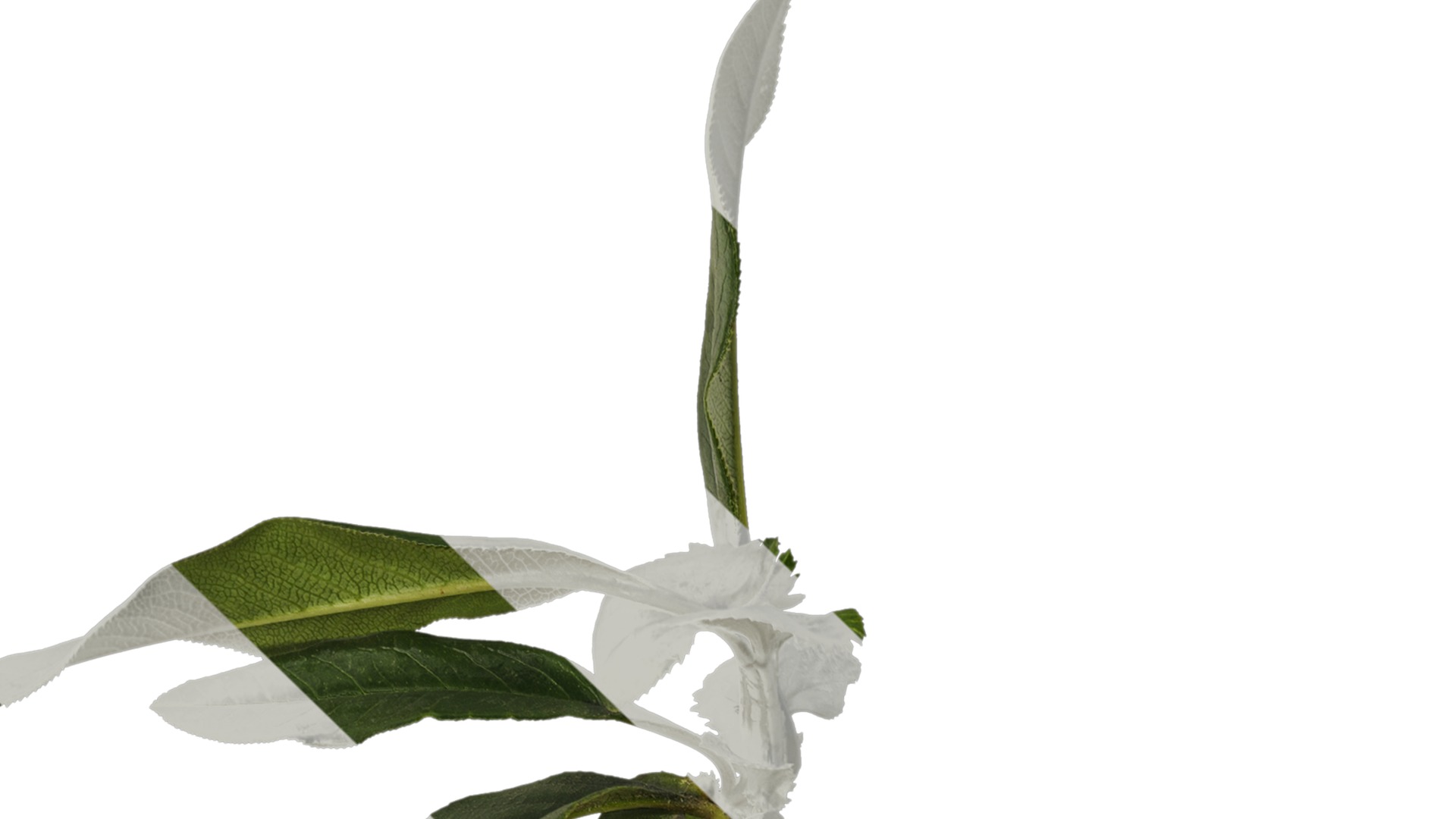 Anydrafts Chaenomeles speciosa Atlas 05 Texture_1