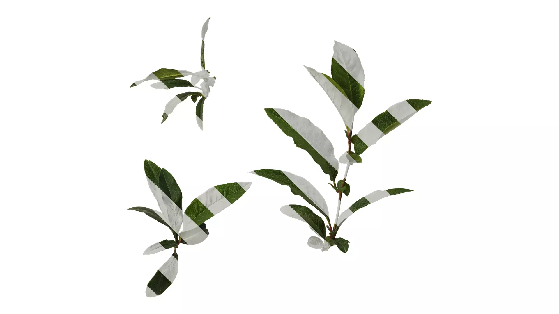 Anydrafts Chaenomeles speciosa Atlas 05 Texture_0