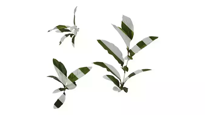 Anydrafts Chaenomeles speciosa Atlas 05