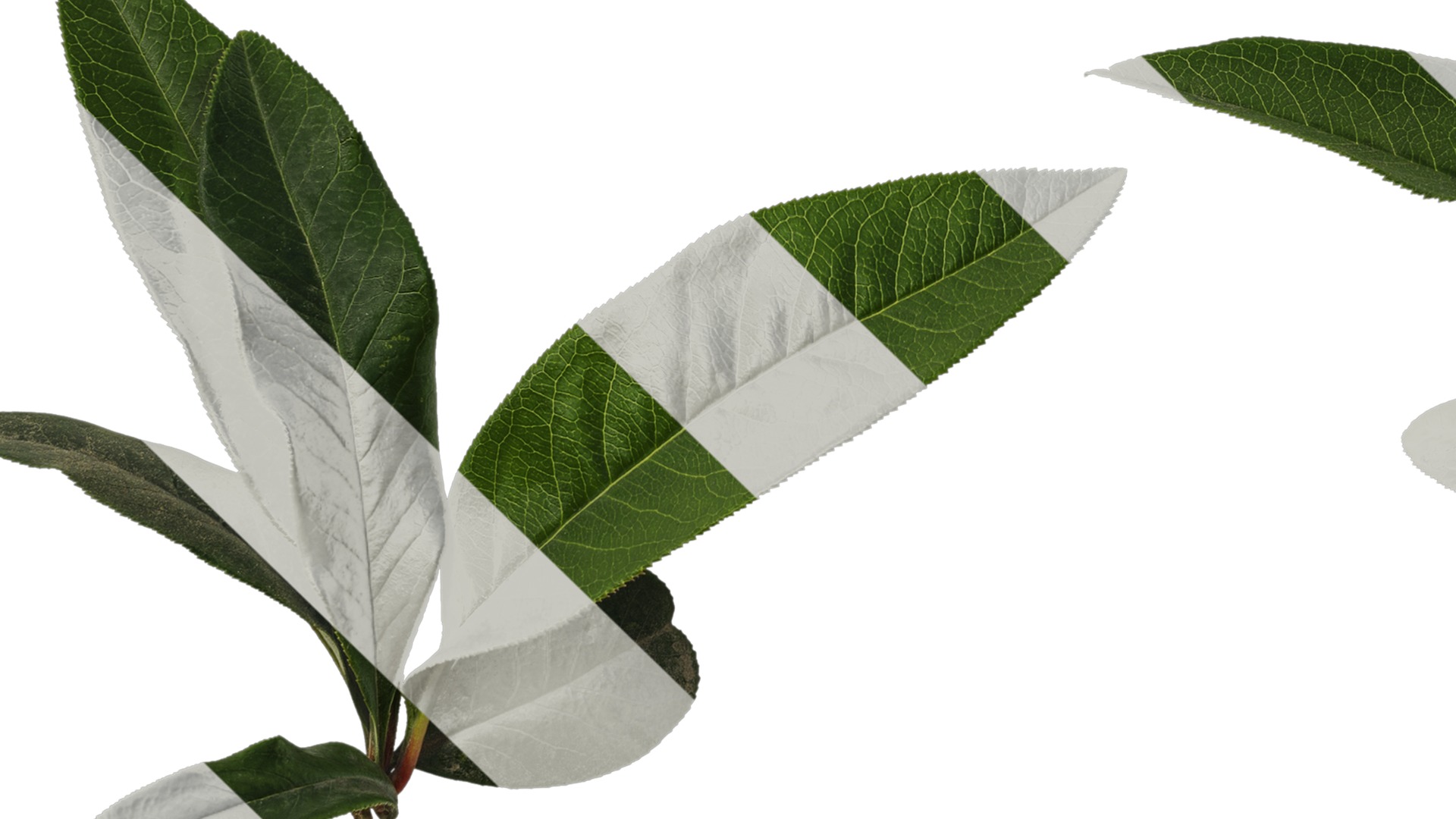 Anydrafts Chaenomeles speciosa Atlas 05 Texture_5