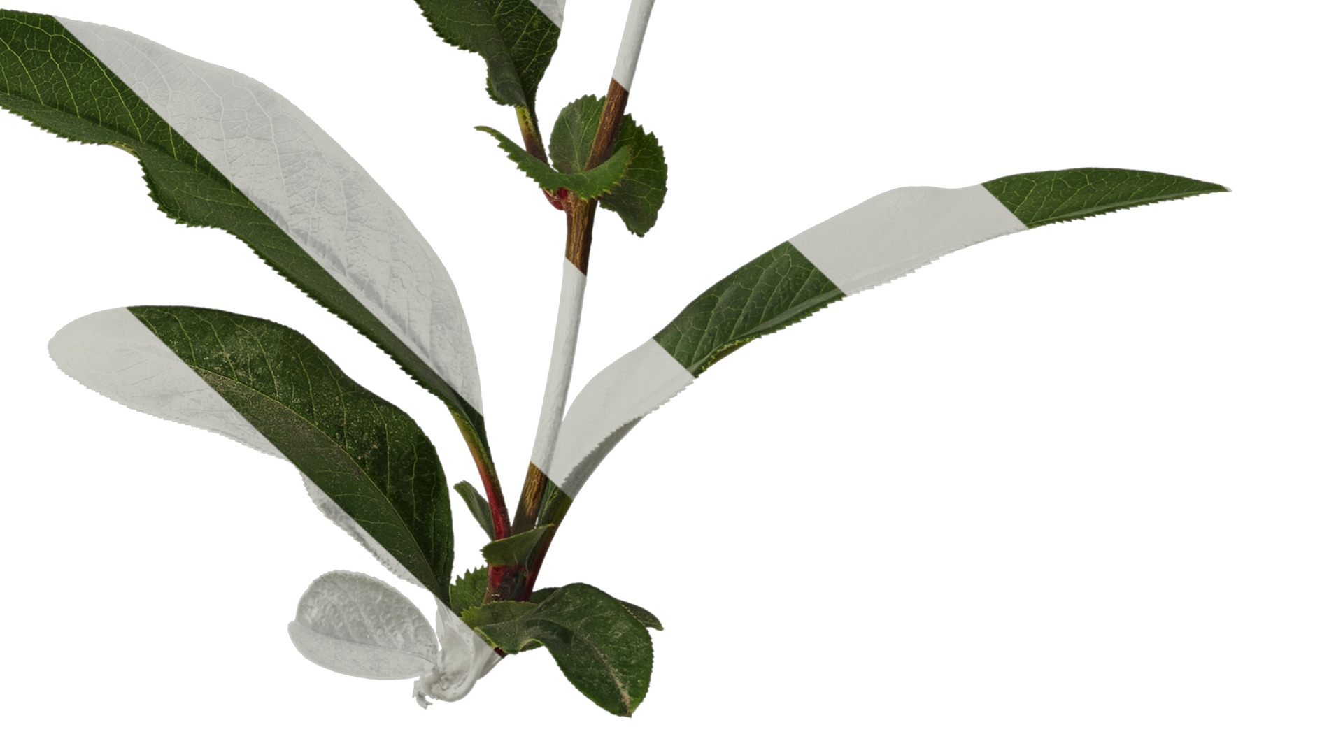 Anydrafts Chaenomeles speciosa Atlas 05 Texture_6