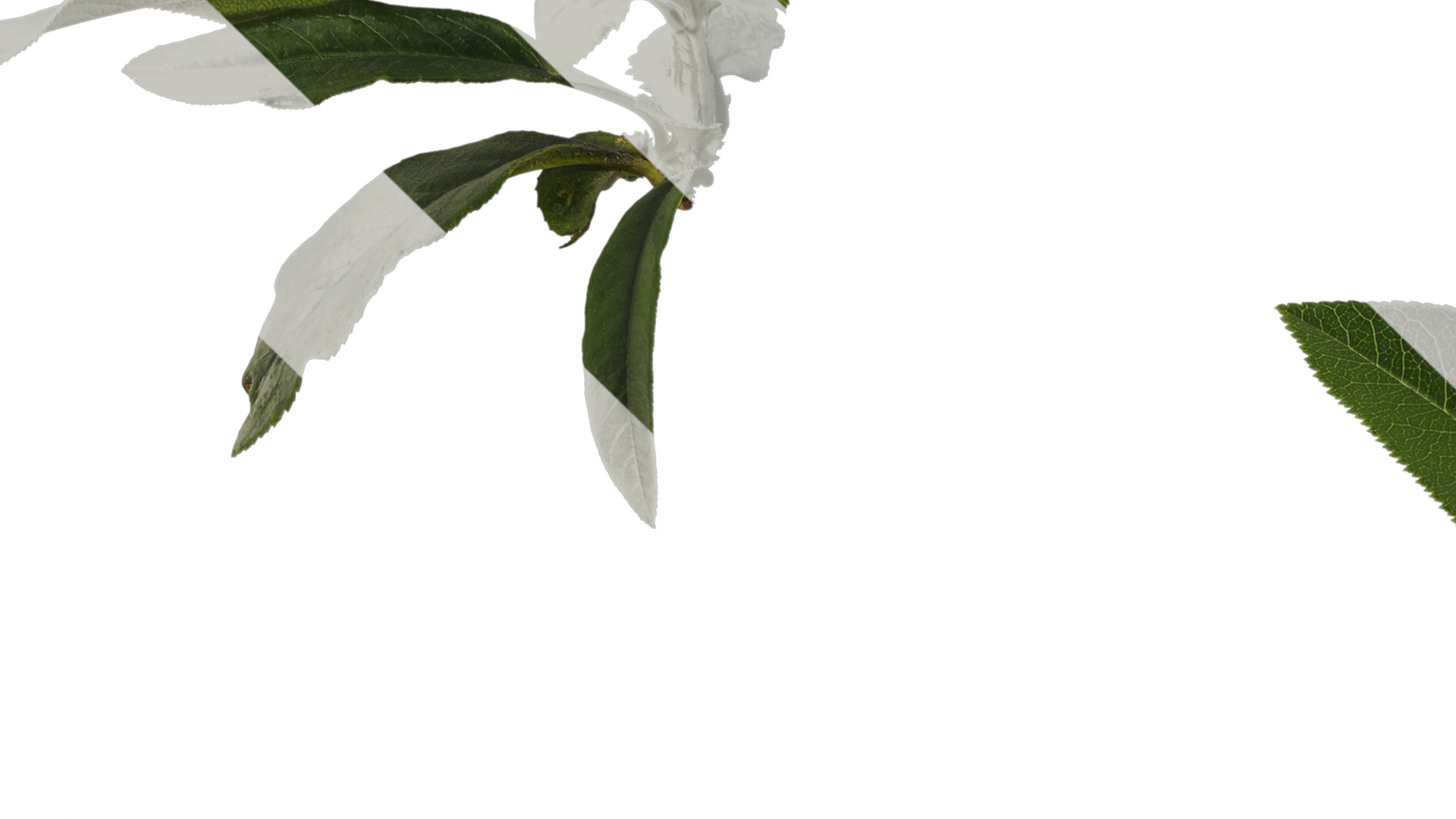 Anydrafts Chaenomeles speciosa Atlas 05 Texture_3