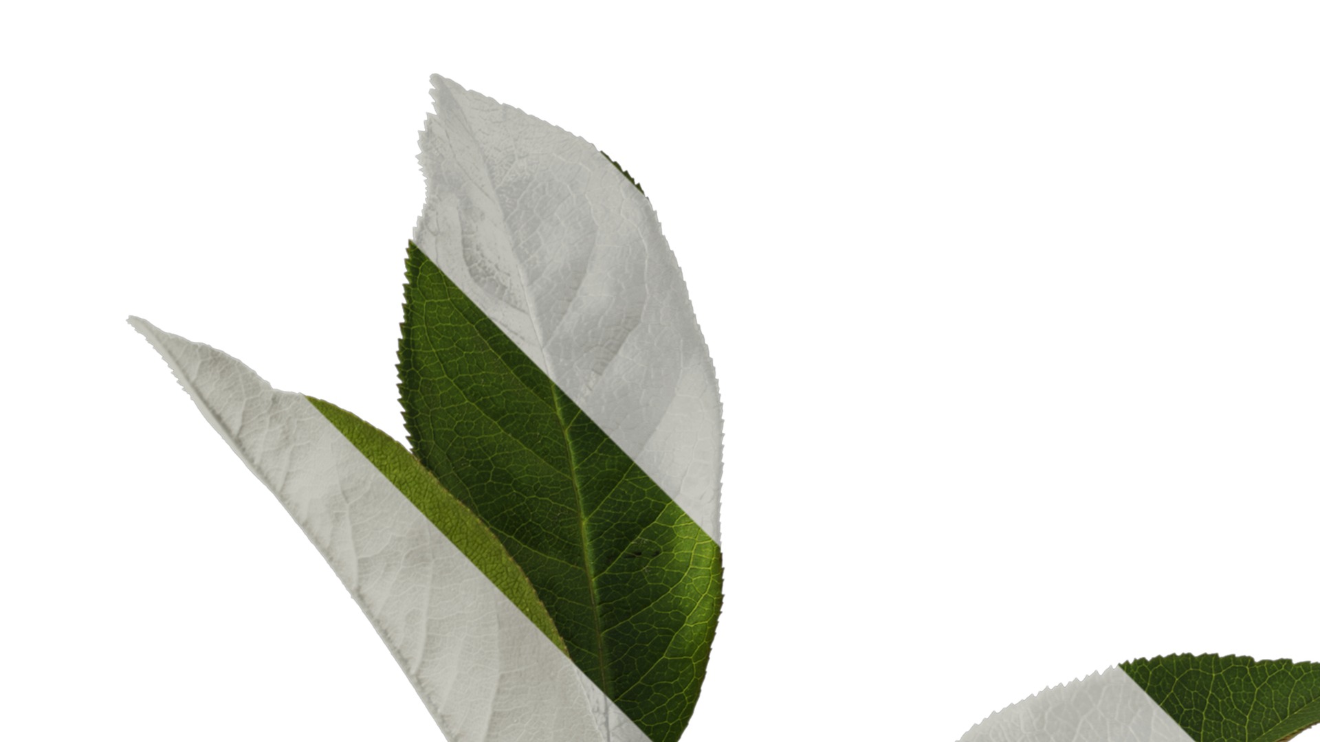 Anydrafts Chaenomeles speciosa Atlas 05 Texture_2