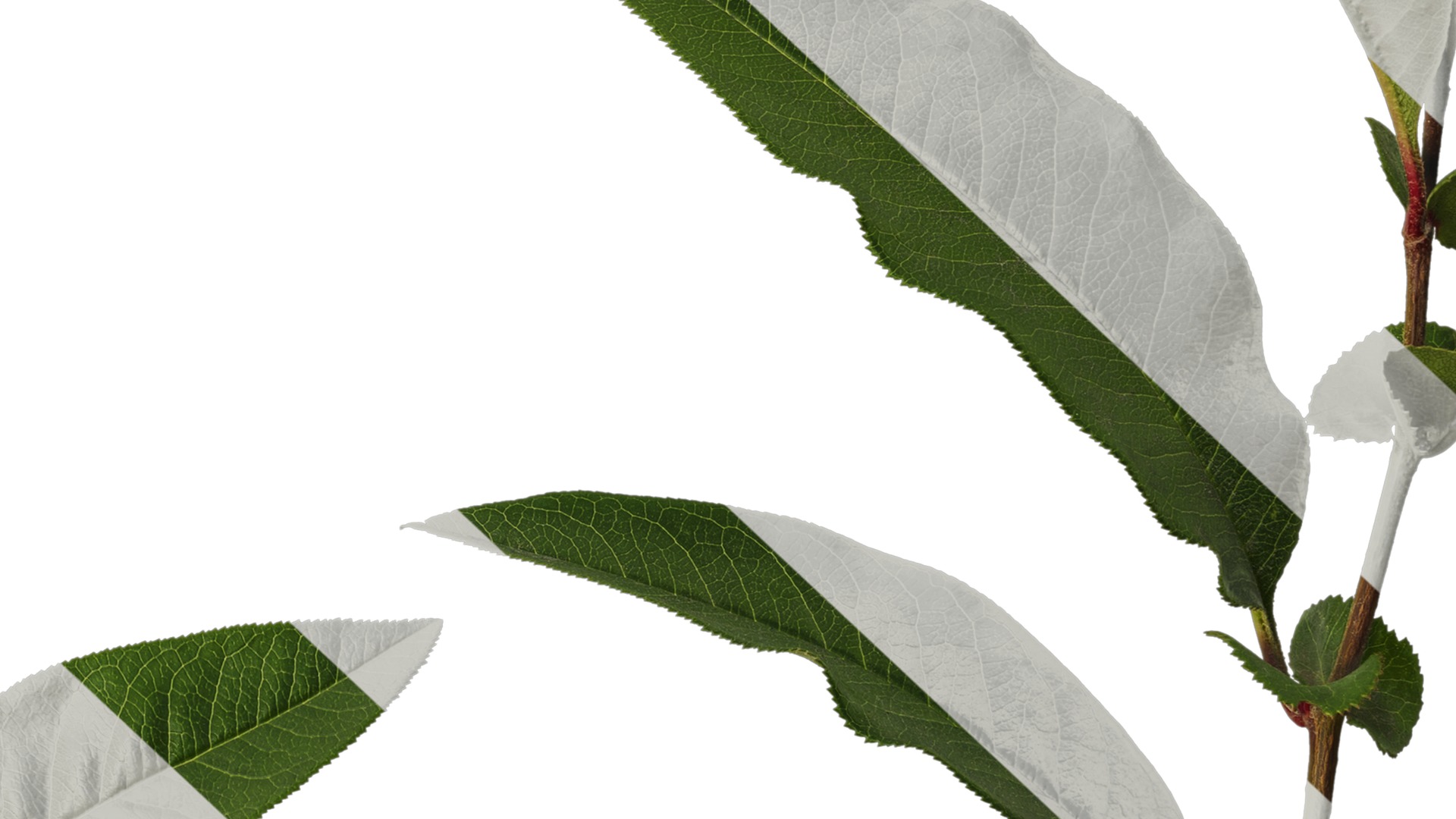 Anydrafts Chaenomeles speciosa Atlas 05 Texture_7