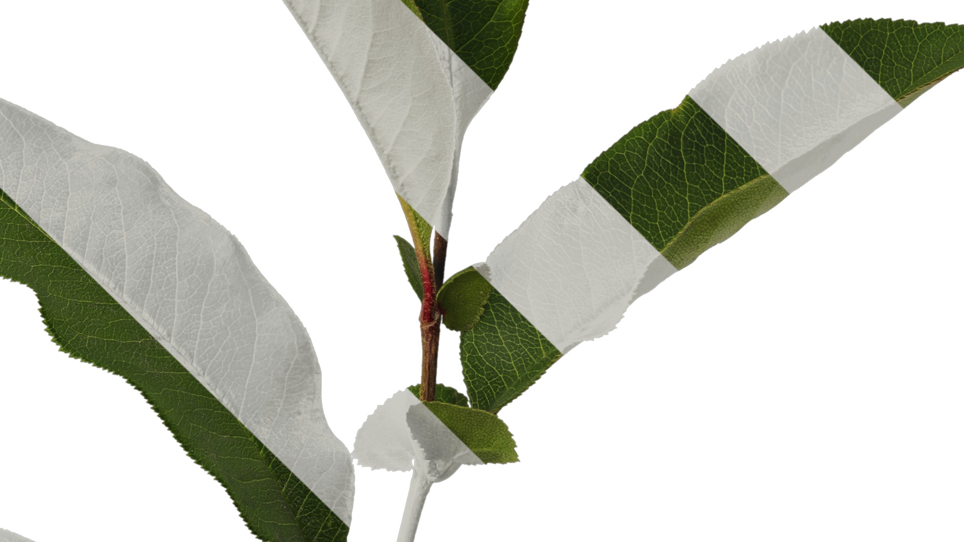 Anydrafts Chaenomeles speciosa Atlas 05 Texture_4