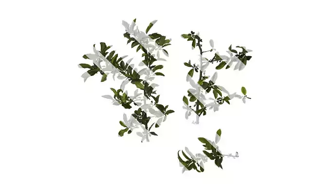 Anydrafts Chaenomeles speciosa Atlas 06