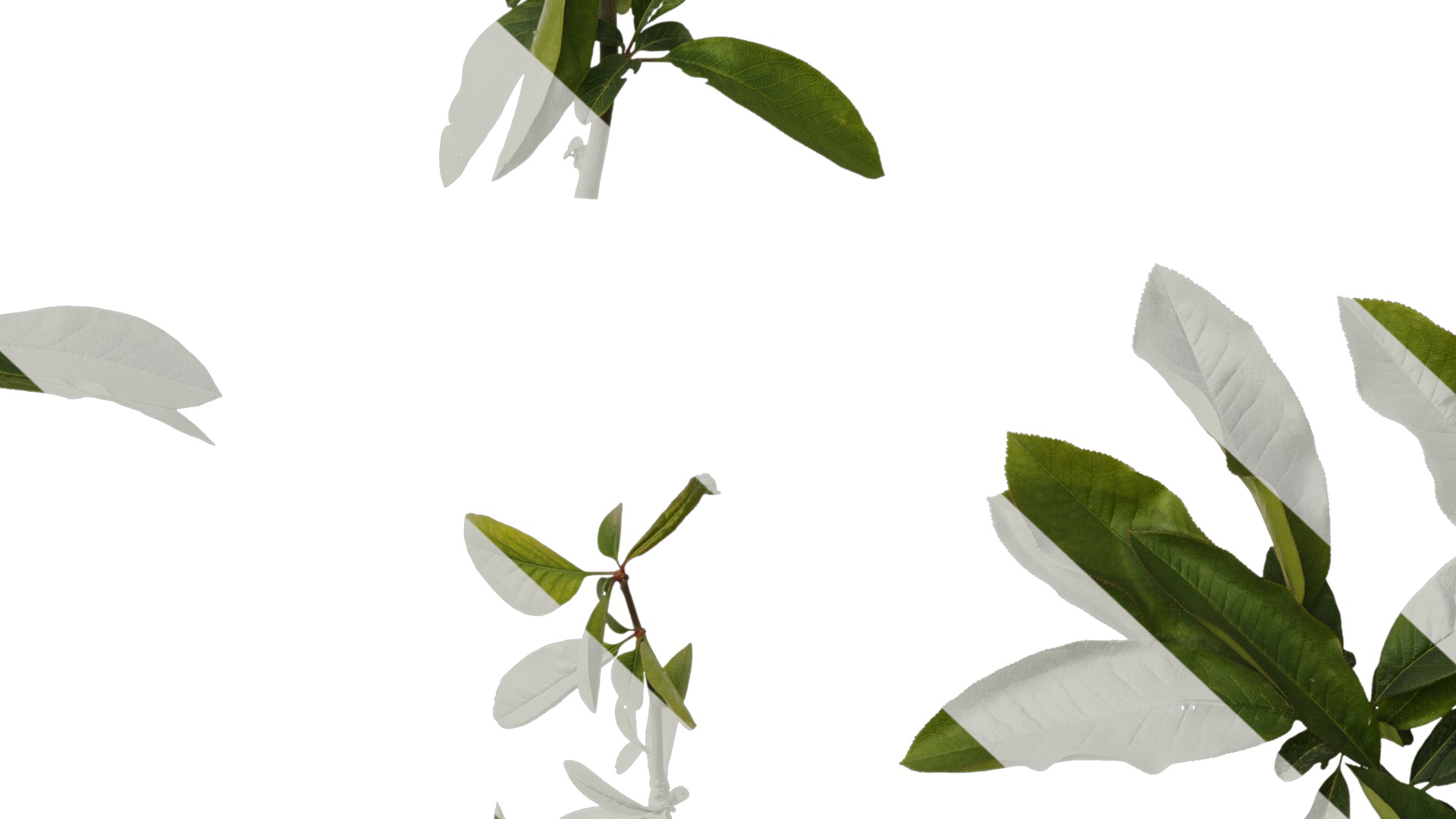 Anydrafts Chaenomeles speciosa Atlas 07 Texture_7