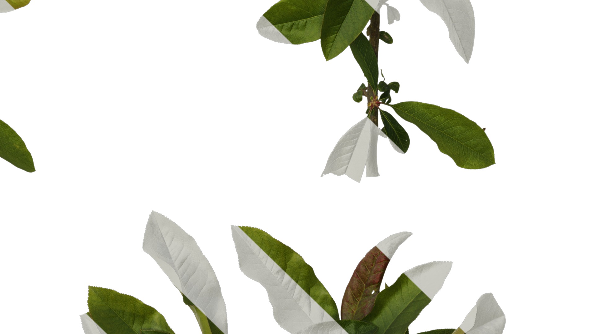 Anydrafts Chaenomeles speciosa Atlas 07 Texture_4