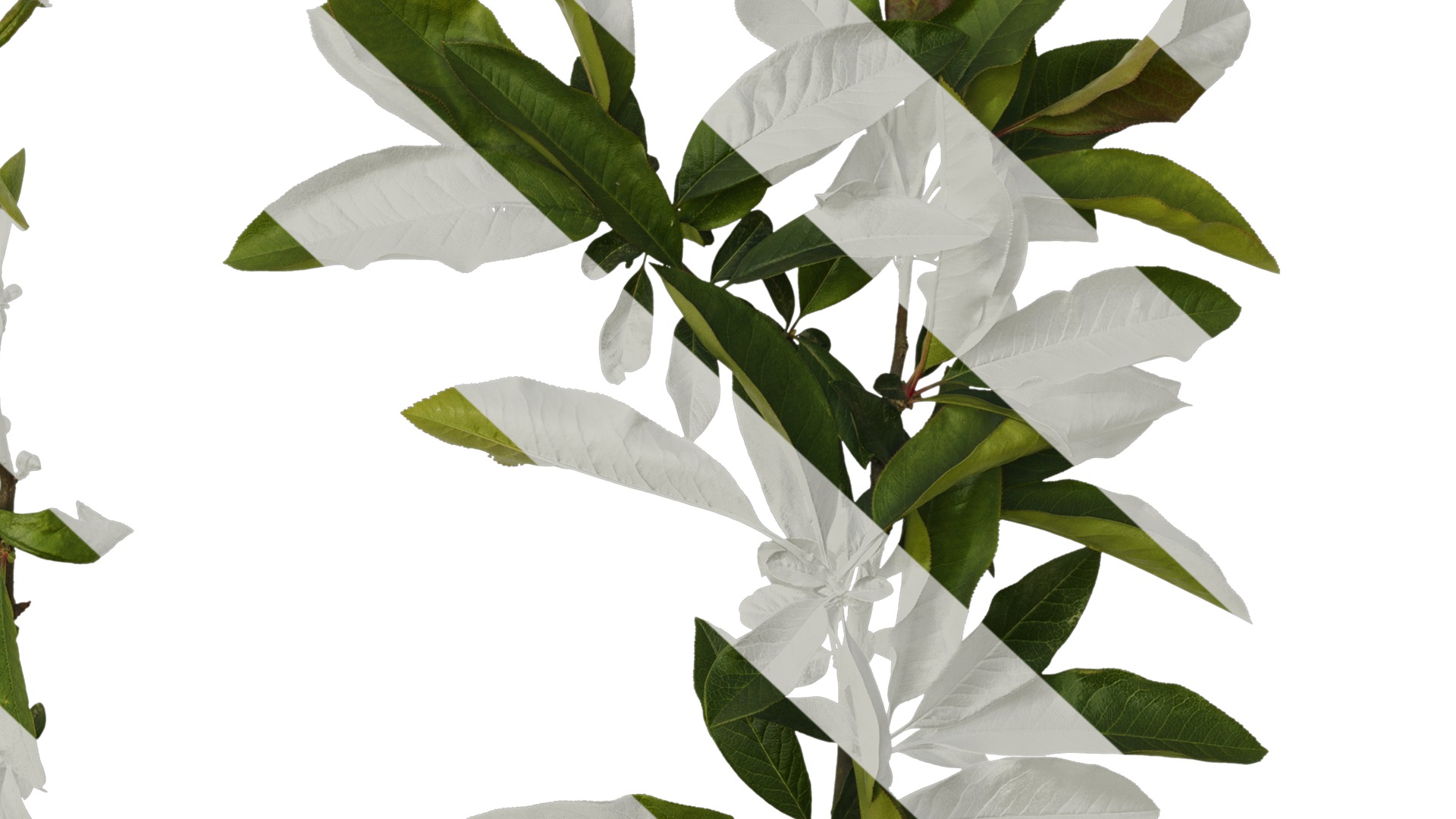 Anydrafts Chaenomeles speciosa Atlas 07 Texture_6