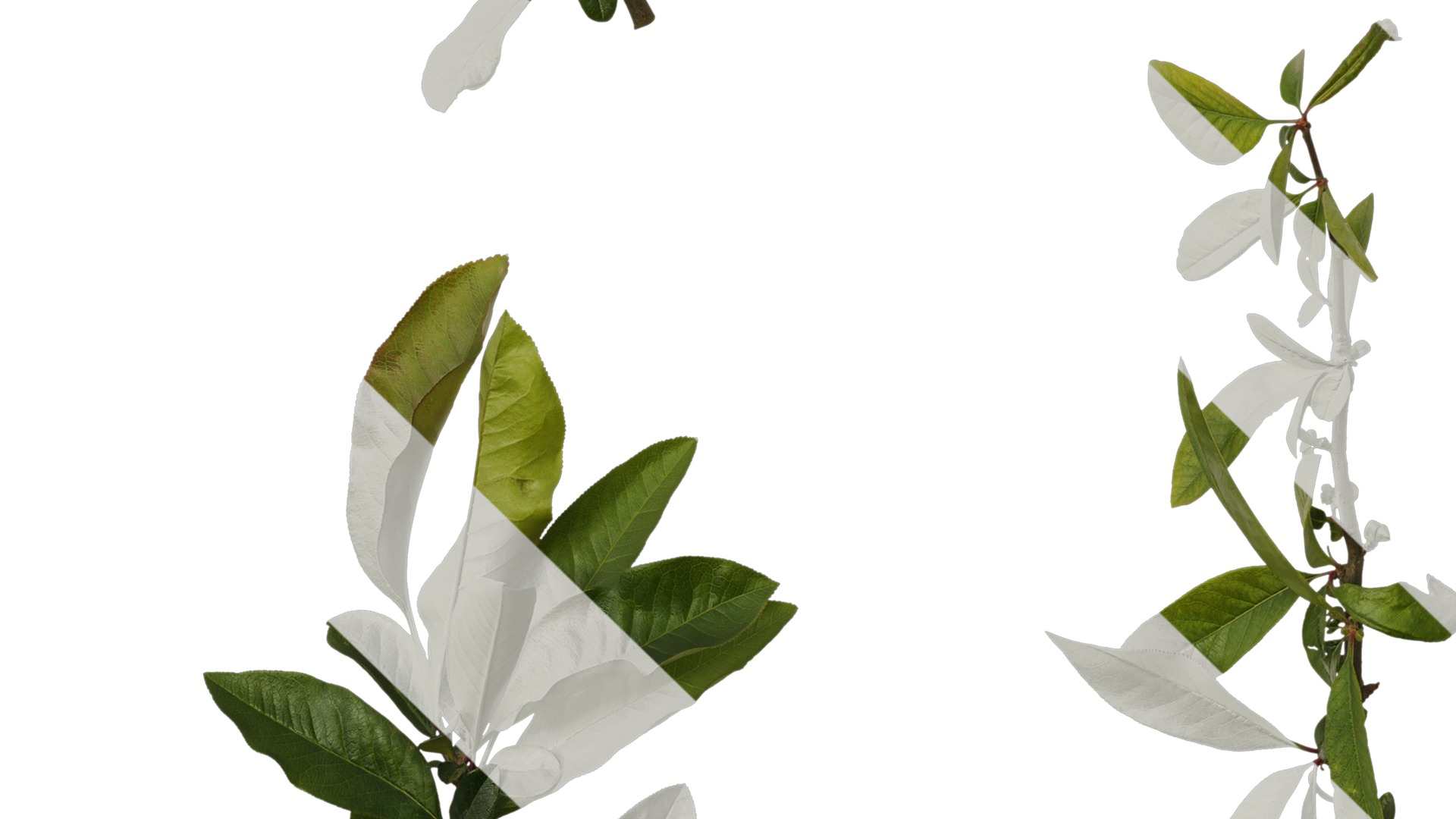 Anydrafts Chaenomeles speciosa Atlas 07 Texture_5