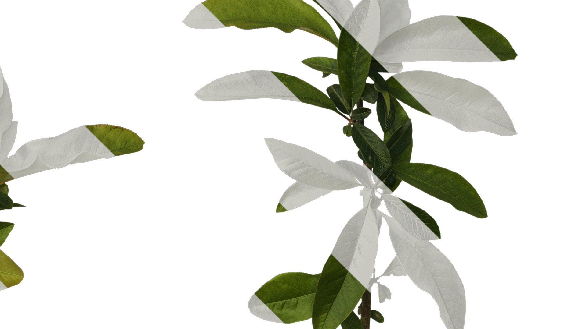 Anydrafts Chaenomeles speciosa Atlas 07 Texture_2