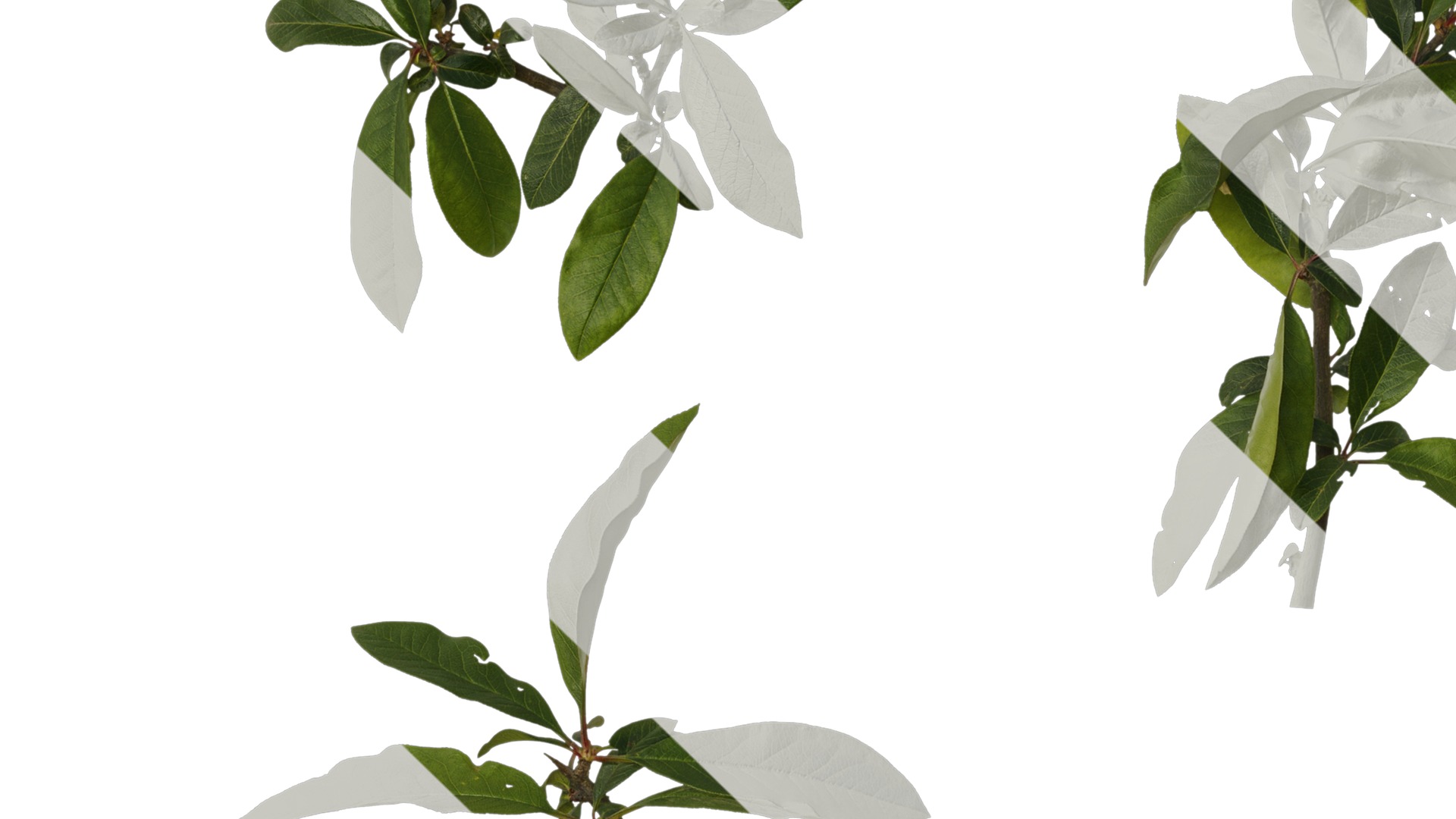 Anydrafts Chaenomeles speciosa Atlas 07 Texture_3