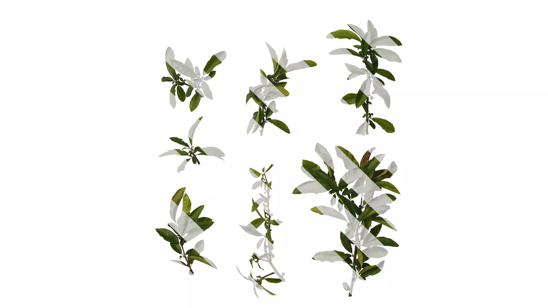 Anydrafts Chaenomeles speciosa Atlas 07 Texture_0