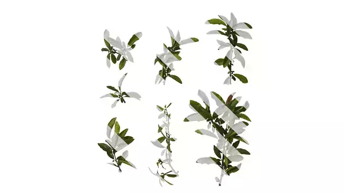 Anydrafts Chaenomeles speciosa Atlas 07