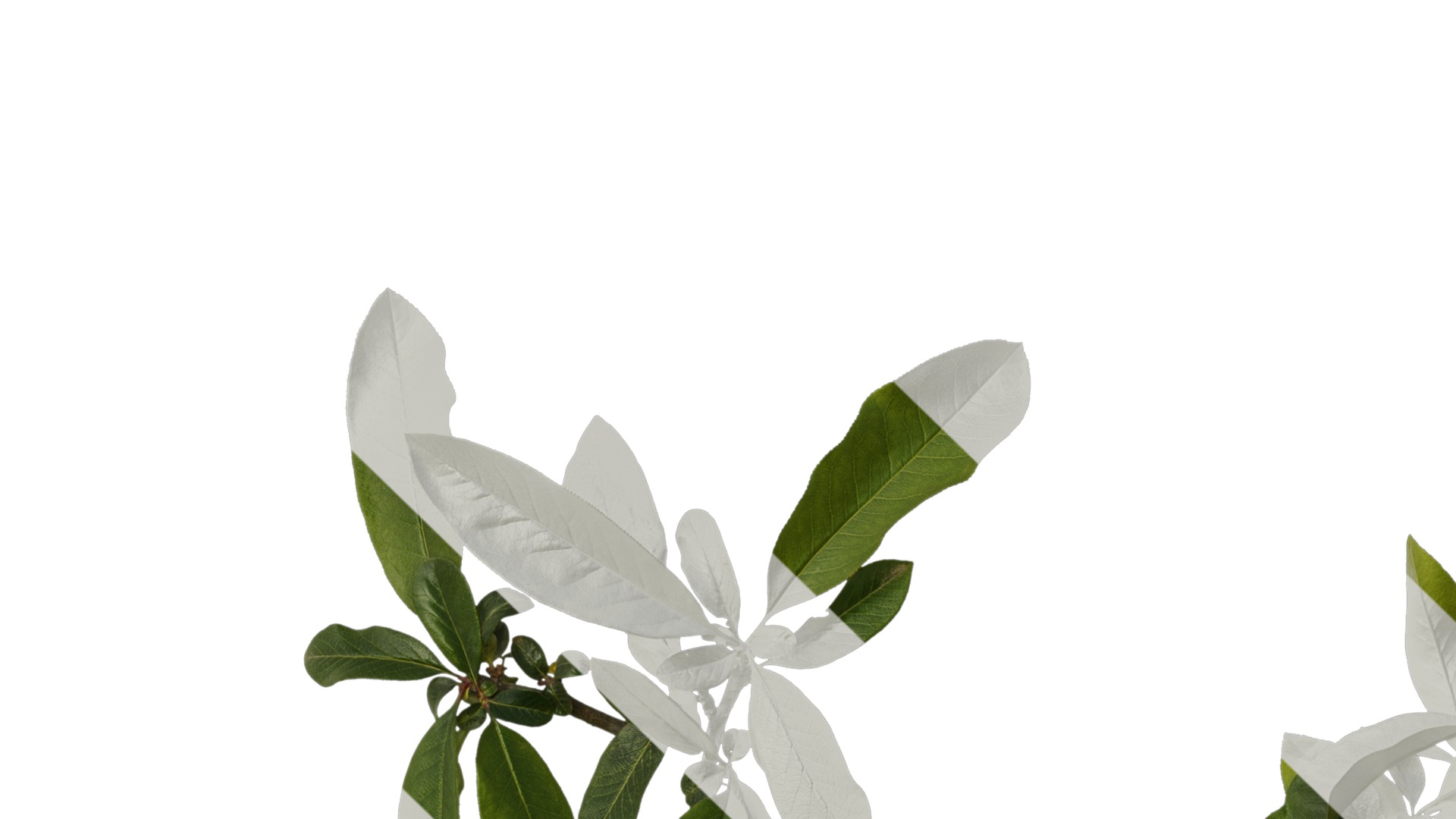 Anydrafts Chaenomeles speciosa Atlas 07 Texture_1