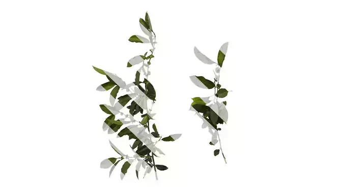 Anydrafts Chaenomeles speciosa Atlas 08