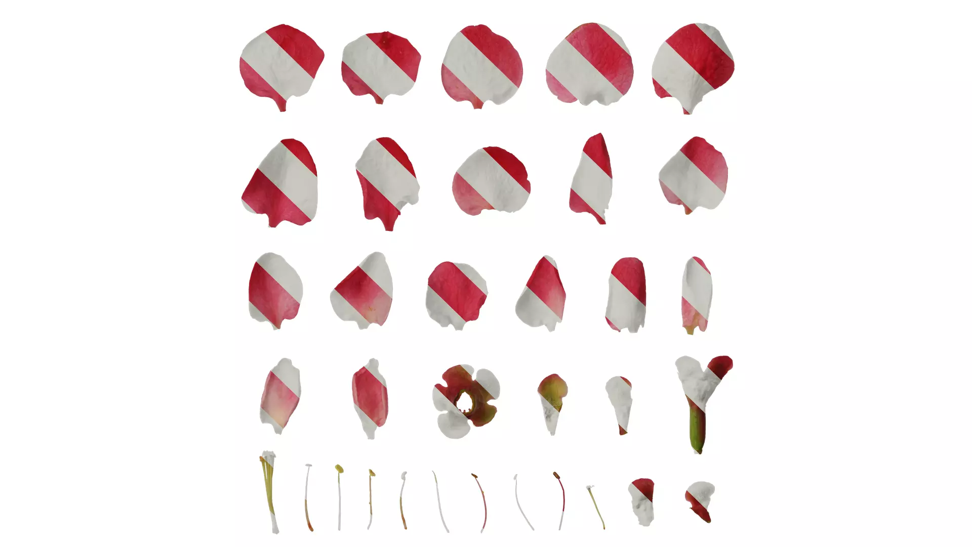 Anydrafts Chaenomeles speciosa Flower 04 Texture_0