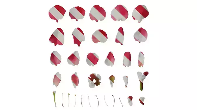 Anydrafts Chaenomeles speciosa Flower 04