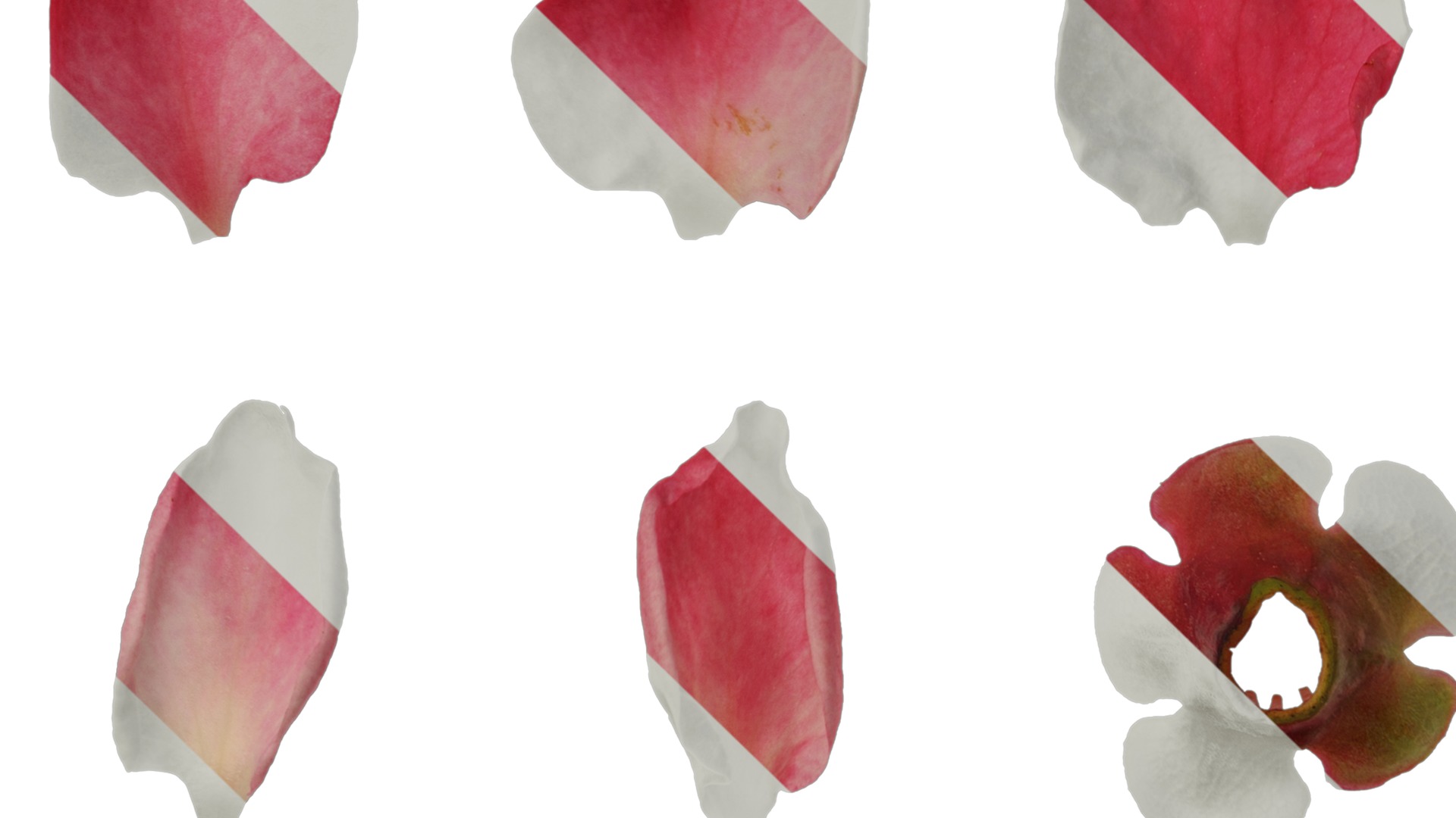 Anydrafts Chaenomeles speciosa Flower 04 Texture_5