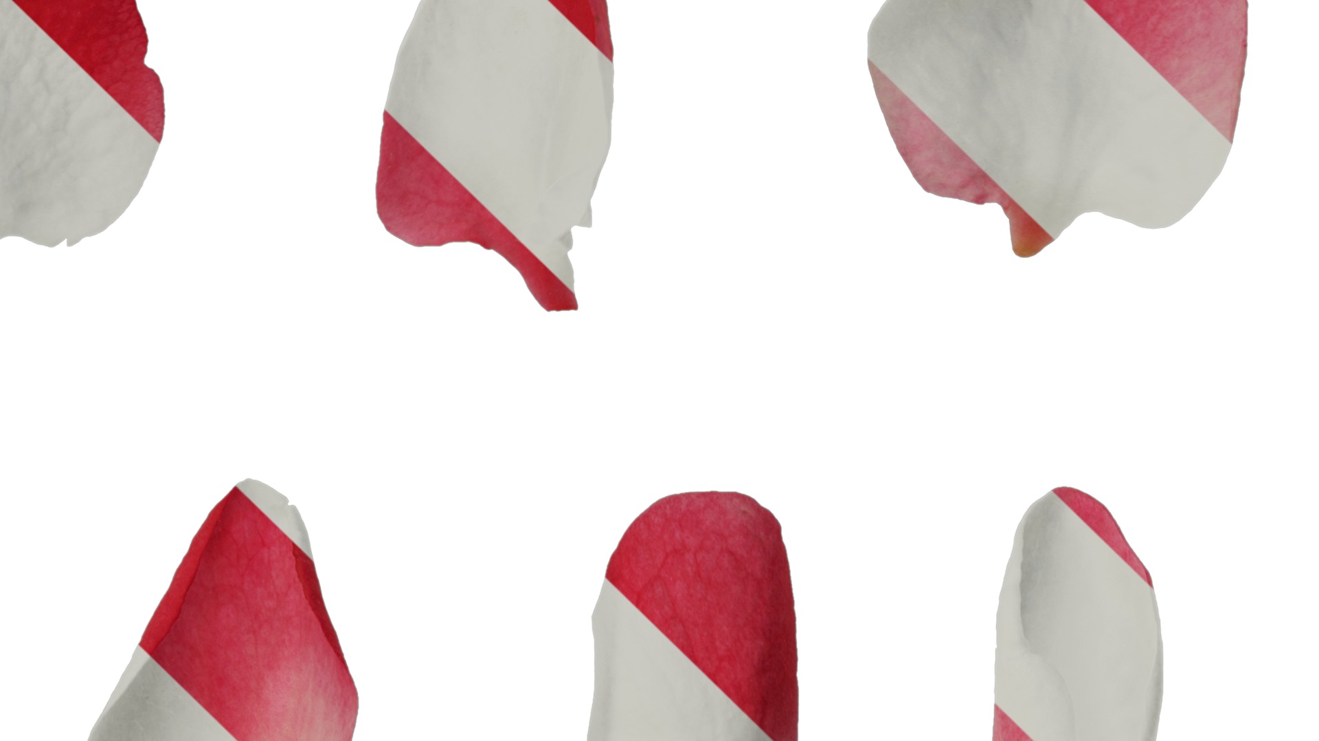 Anydrafts Chaenomeles speciosa Flower 04 Texture_4