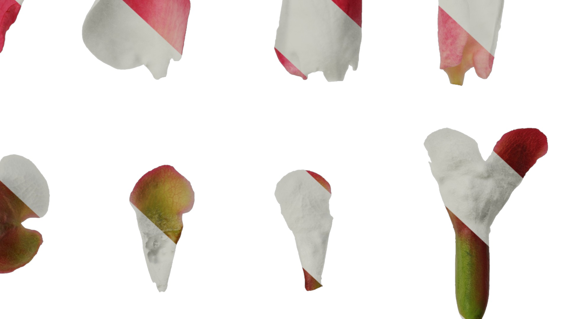 Anydrafts Chaenomeles speciosa Flower 04 Texture_6