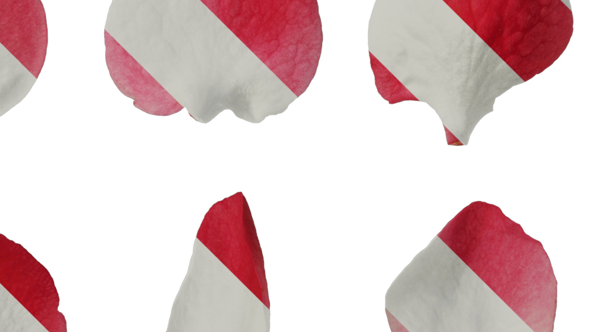 Anydrafts Chaenomeles speciosa Flower 04 Texture_2